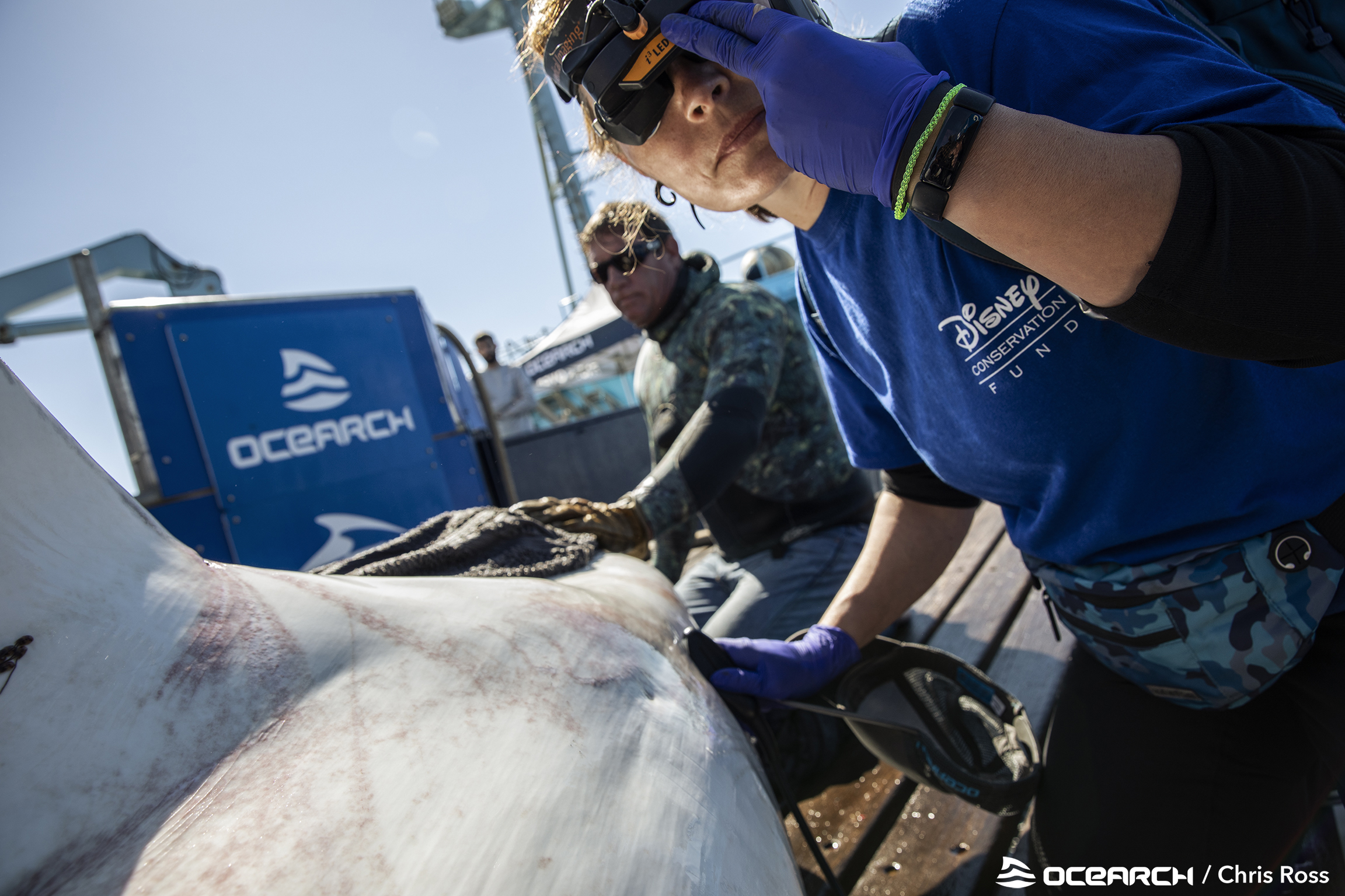 Making Waves: How OCEARCH's switch to HubSpot Fuels Ocean Conservation